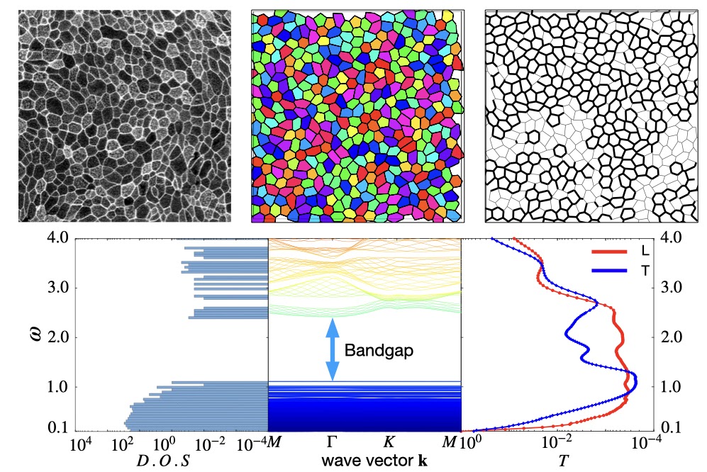 Nature-inspired disordered acoustic bandgap materials