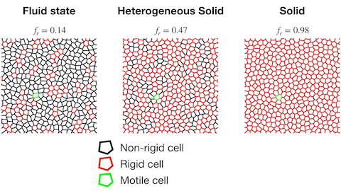 Physics of cancer - cell dynamics animation