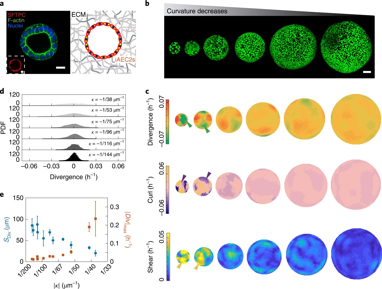Collective curvature sensing in three-dimensional multicellular systems