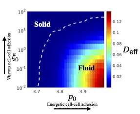 Epithelial mechanics - adhesion