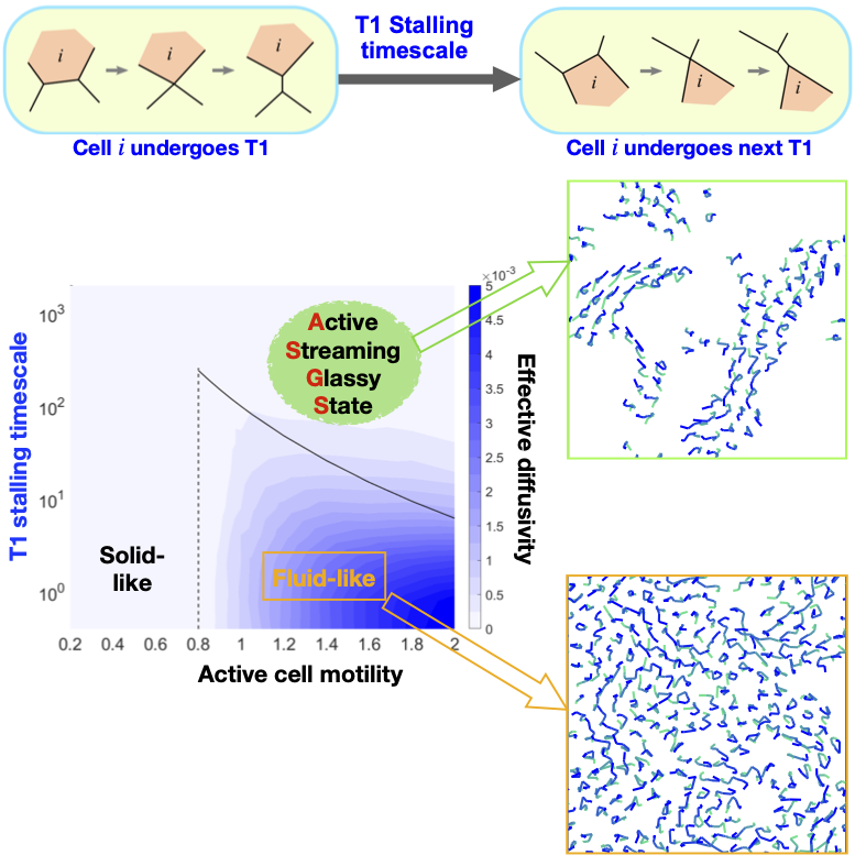 Epithelial mechanics - PRX display