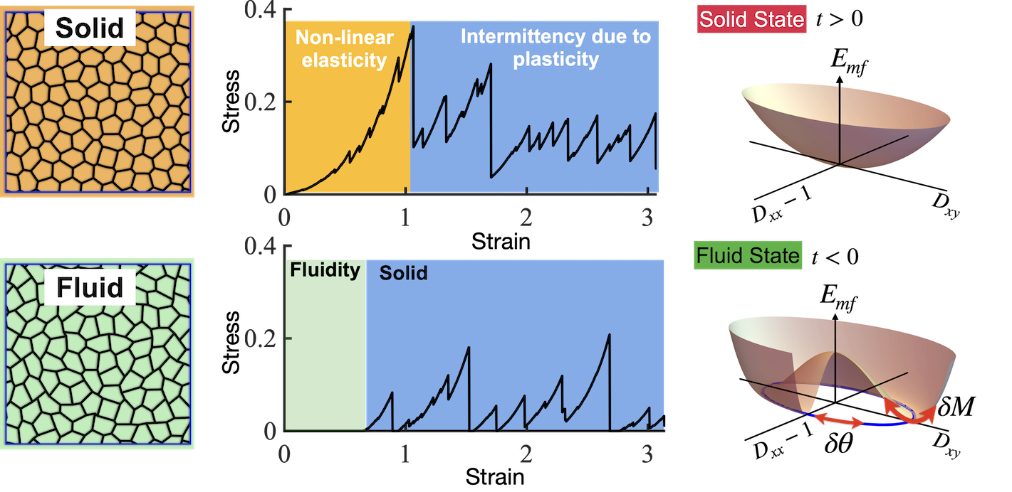 Epithelial mechanics - shear