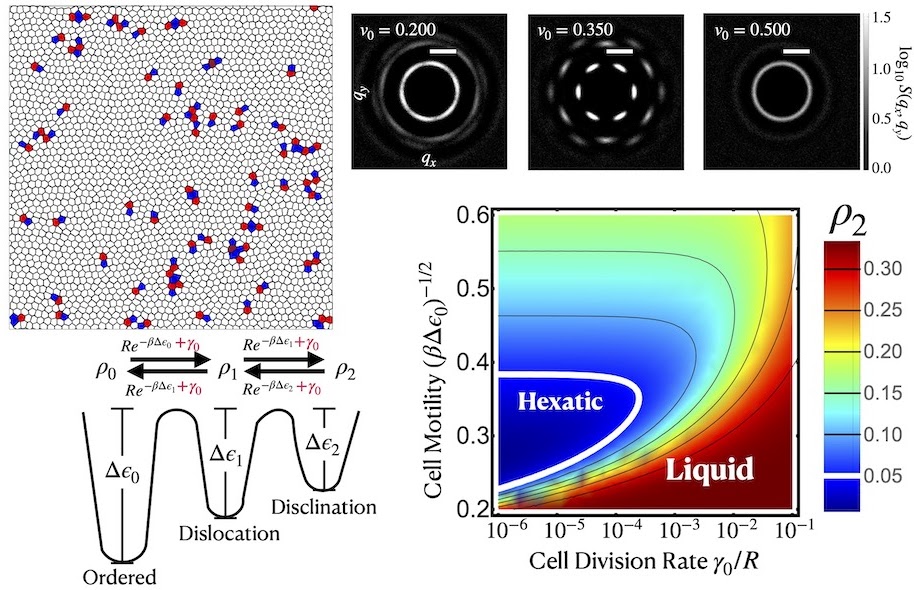Hexatic order in biological tissues - summary figure showing phase diagram and tissue snapshots