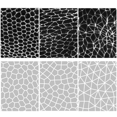Multicellular rosettes and fluid-solid transitions in epithelial tissues