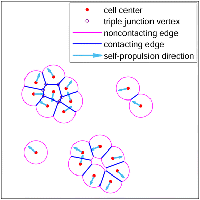 Active Finite Voronoi Model — interactive simulation preview