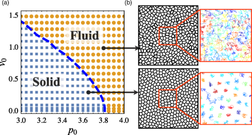 Self-Propelled Voronoi Model — interactive simulation preview